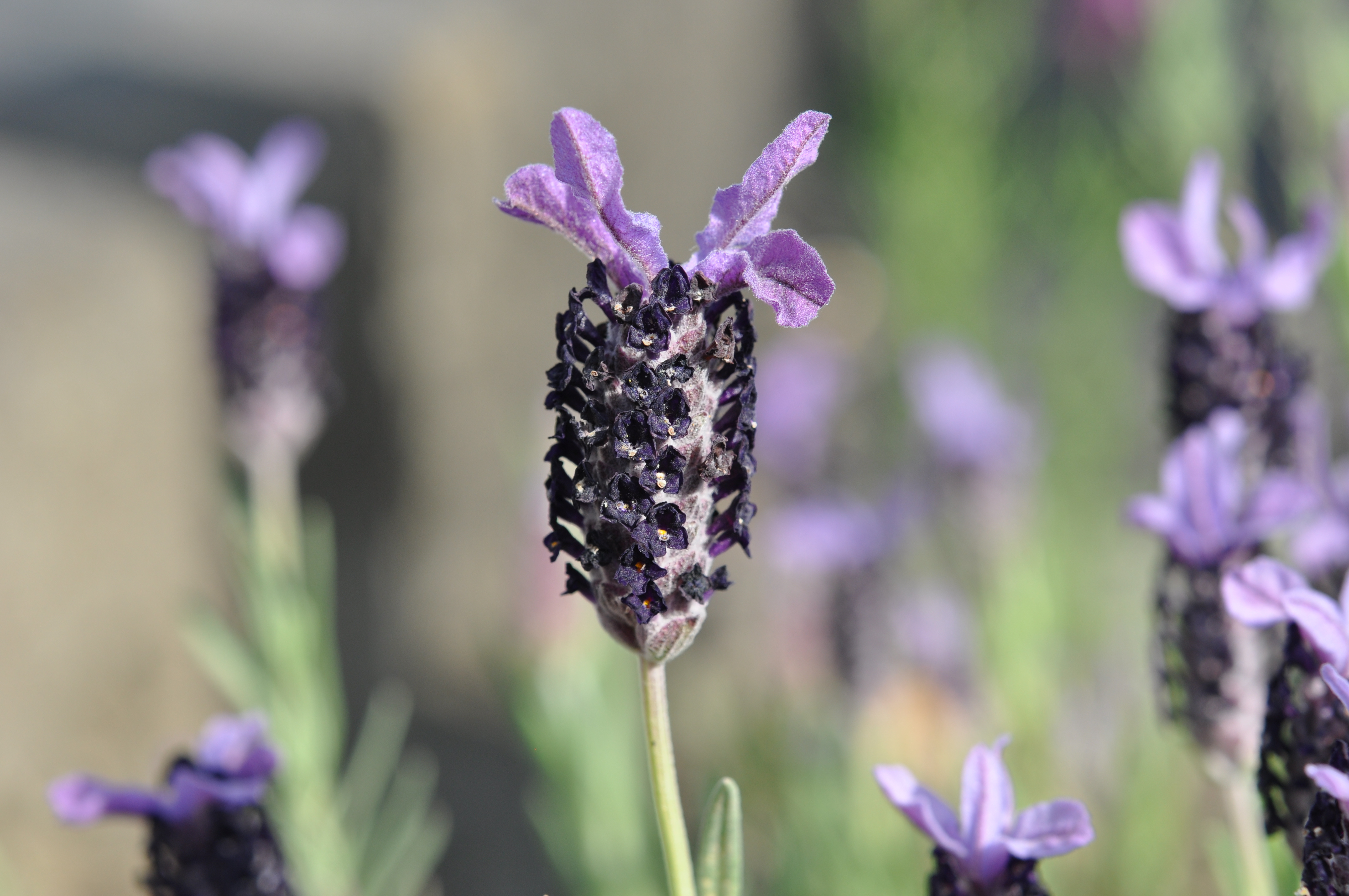 Avonview Lavender23.jpg